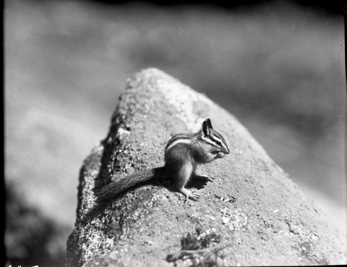 Misc. Mammals, Allen Chipmunk (Lodgepole chipmunk?)