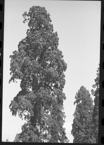 Sentinel Tree crown