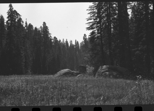 Miscellaneous Meadows, Log Meadow. Montane Meadow Plant Community