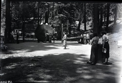 Exhibits, Giant Sequoia Sections, Misc. Visitor Activities - at Sherman Tree