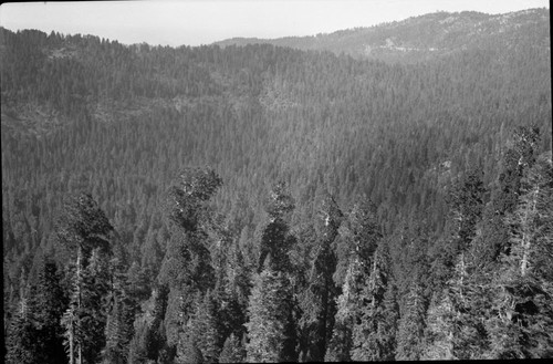 Misc. Canyon, Mixed Coniferous Forest Plant Community, Redwood Mountain Grove