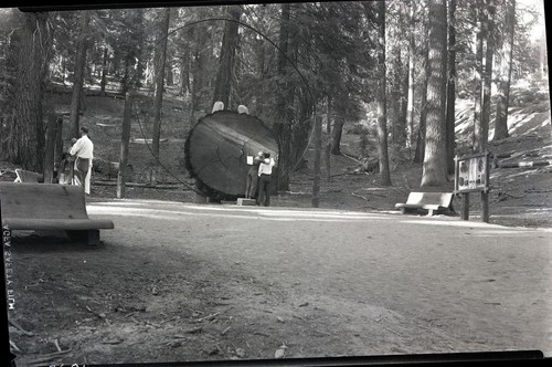 Exhibits, Giant Sequoia Sections, Misc. Visitor Activities - at Sherman Tree