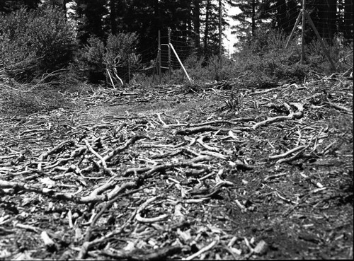 Research Plots, deer exclosures