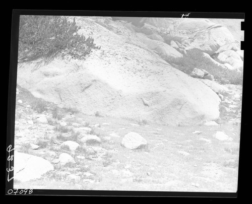 Meadow studies, shorthair forage above Vidette Mdw