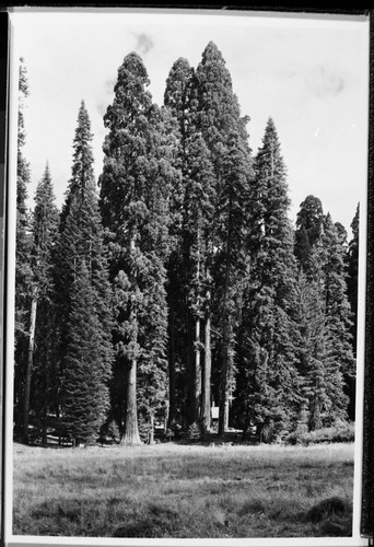 Misc. Meadows, Round Meadow, Giant Sequoias