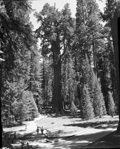 General Sherman Tree, full