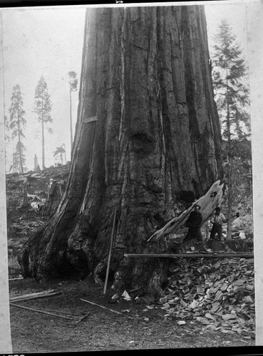 Mark Twain Tree, Logging Being Felled. individuals unidentified