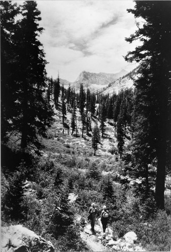 Misc. Canyons, View up East Creek Canyon, from Bubbs Creek trail, Red Fir Forest Plant Community