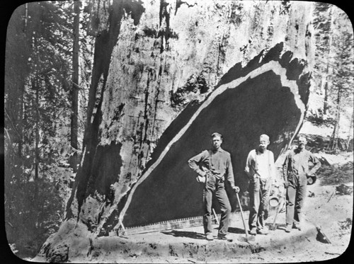 logging, early logging scenes, lumbermen