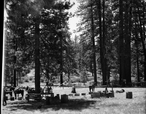 Misc. Meadows, Trout Meadow. Stock use