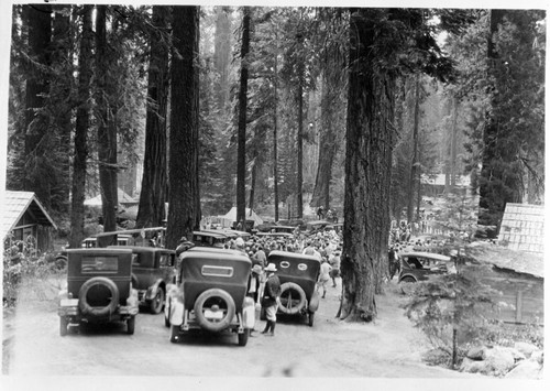 Vehicular Use, Early crowds at Giant Forest Museum