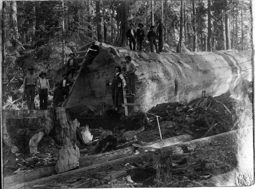 logging, group of loggers in Converse Basin