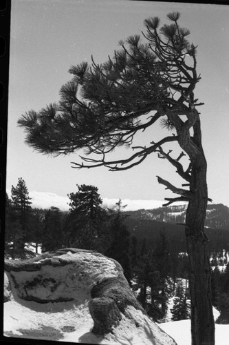 Jeffrey Pine, Winter scenes