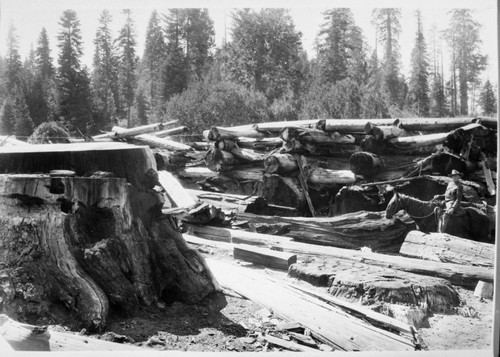 Logging, big Trestle on the way to Camp 4. NPS Individuals, Chief Ranger Milo Decker, Grant Park