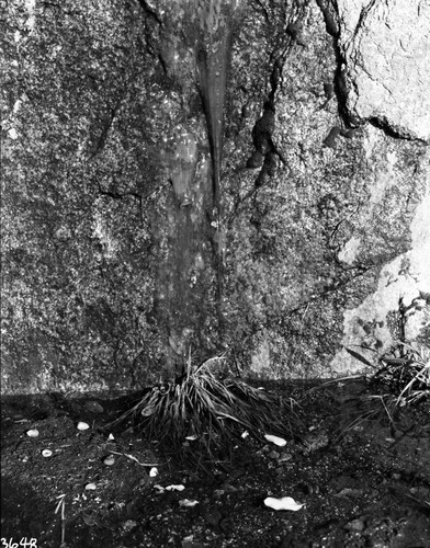 Misc. Plants, Green Filamentous Algae