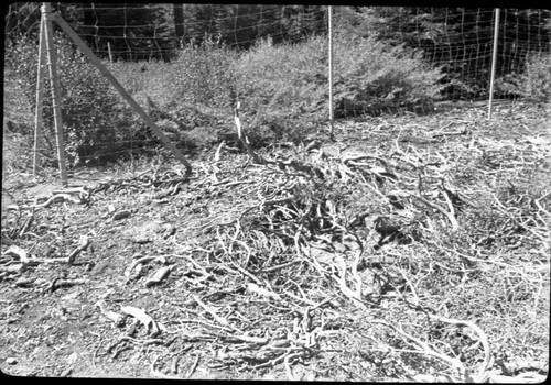 Deer, tSnow brush and bitter Cherry within fence are healthy while those outside are practically killed near keyhole Tree. Research Plots. Misc. Resource Mangement concerns