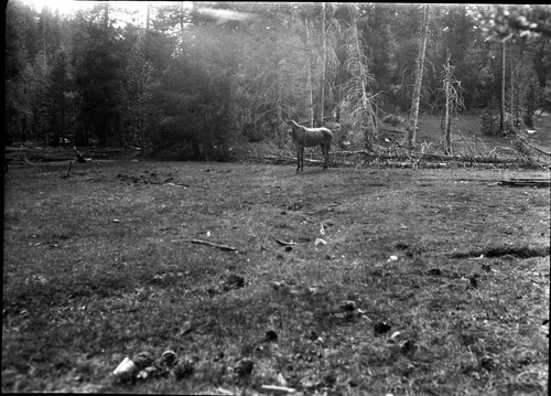 Meadow studies, stock use, Mule staked out in lower Comanche Meadow, more damage due to circling and trampling