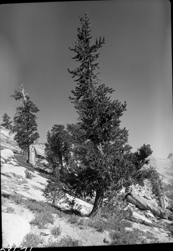 Foxtail Pine. (crop from both sides)