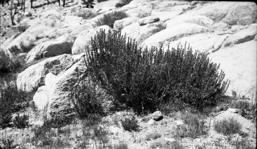 Misc. plants, Artemisia rothrockii, Rothrock's Sagebrush, 10,500