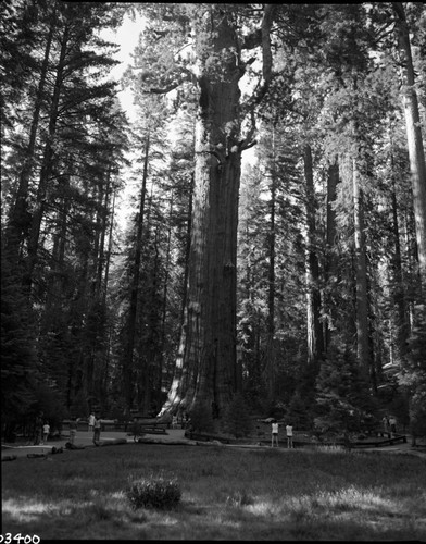 General Sherman Tree, base