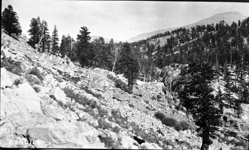 High Sierra Trail Investigation, further study may find a way to eliminate switchback up last bench on Wallace Creek. Beautiful falls in gorge at this point. Subalpine Forest Plant Community