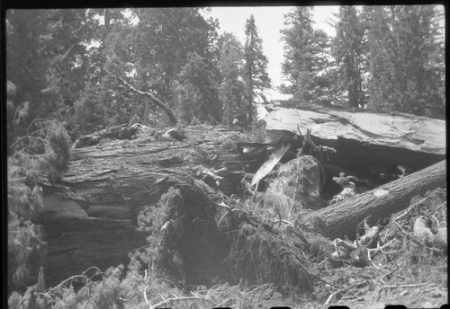 Buttress Tree, Just after it fell