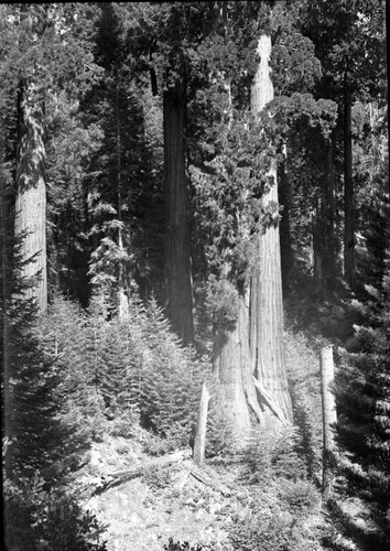 East Fork Kaweah River, Giant Sequoias, Oriole Lake Grove, near Camp Conifer