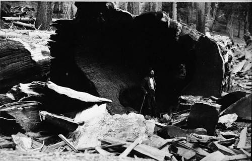 Logging, Centennial log with sawyer. Note date