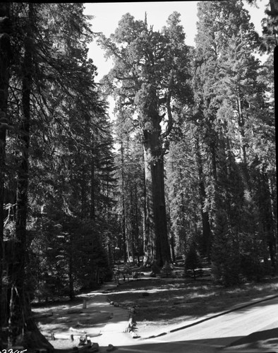 General Sherman Tree, full