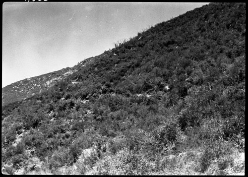 Trails, from North Fork Ranger Station, showing trail to Hidden Spring to be replaced by road, Chaparral Plant Community , Neg - copied reversed