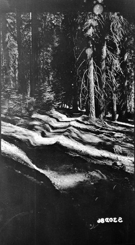 Trails, Trail of the Sequoias, Neg. copied in reverse?