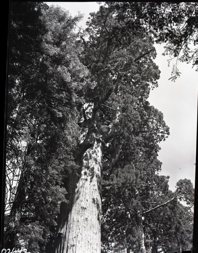 General Sherman Tree upper limbs