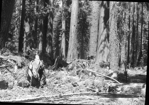 Fallen Giant Sequoias, Giant sequoia with fell near the Founders Group on August 22,1953