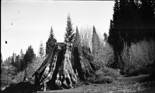 Comstock Mill Area, Sequoia Nat'l Forest, Giant Sequoia Stumps, Cabin Stump