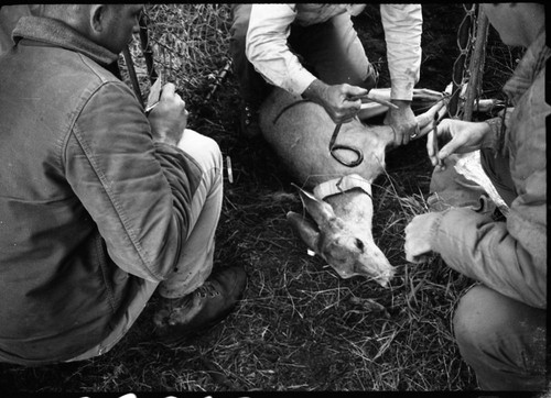 Deer, Tagging deer