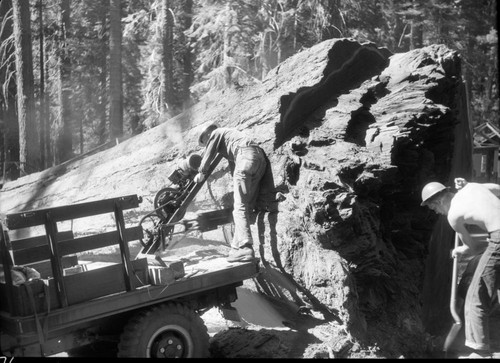 Giant Sequoia Sections, Cutting section for Giant Forest Museum