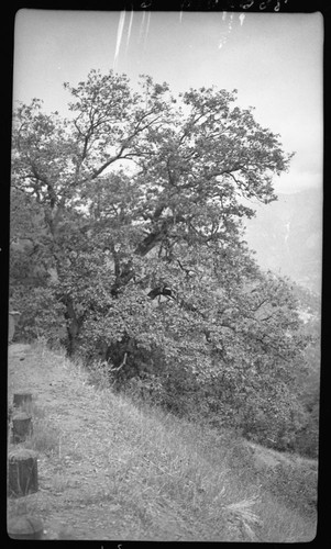 Oaks, Black Oak - Quercus kelloggii