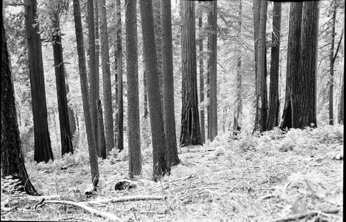 Redwood Mountain Grove, Mixed Coniferous Plant Community