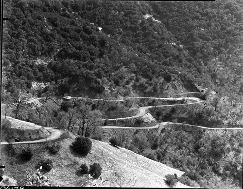 Foothill Woodland Plant Community, Generals Highway switchbacks below Amphitheater Point