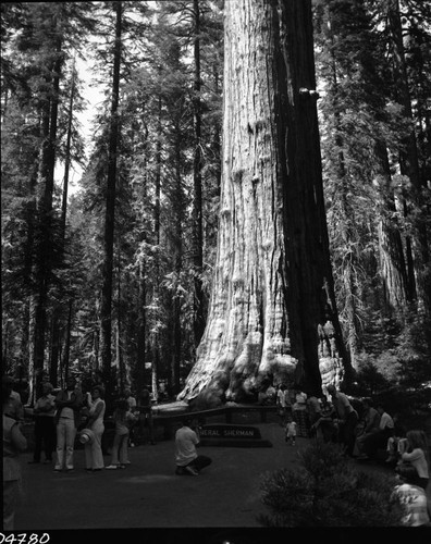 Misc. Visitor Activities, General Sherman Tree, Visitors at General Sherman Tree