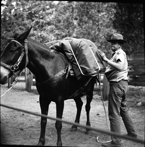 Ranger Activities, Tricky Lewis packing mule for backcountry patrol. NPS Individuals