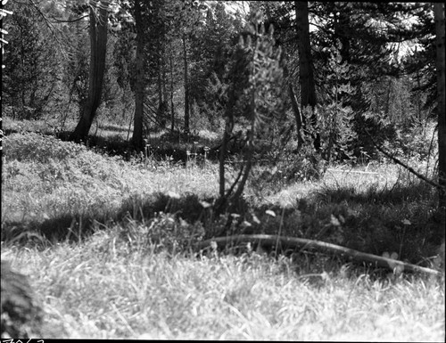 Meadow studies, Deer Meadow, forage limited, abundant only at upper end. Misc. Meadows