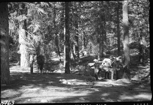 Stock use. Roaring River Ranger Station. Individuals unidentified