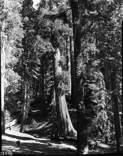 Giant Sequoia, Leaning sequoia undercut by stream at start of Congress Trail