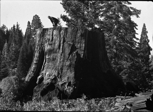 Misc. Named Giant Sequoias, Chicago Stump, Frank Oberhansley