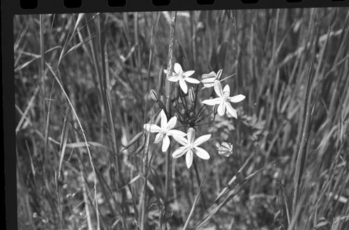 Misc. Plants, Golden Brodiea