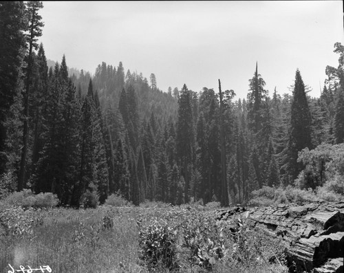 Misc. Meadows, Giant Sequoias, Redwood Meadow Grove. Montane Meadow Plant Community