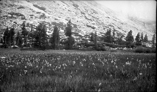 Misc. Meadows, Lone Pine Meadow, Subalpine Meadow Plant Community