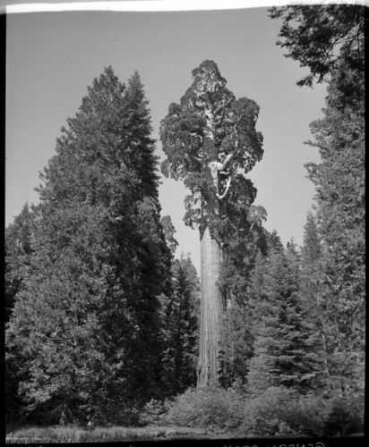 General Grant Tree