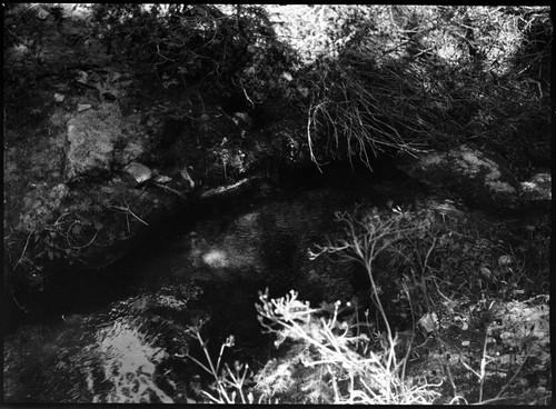 Misc. Creeks, Misc. Resource Management Concerns, log jams in Sequoia Creek maintain resting places for trout